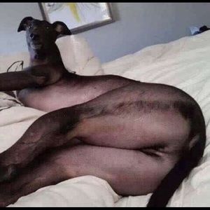 Meet your Posher, Josh